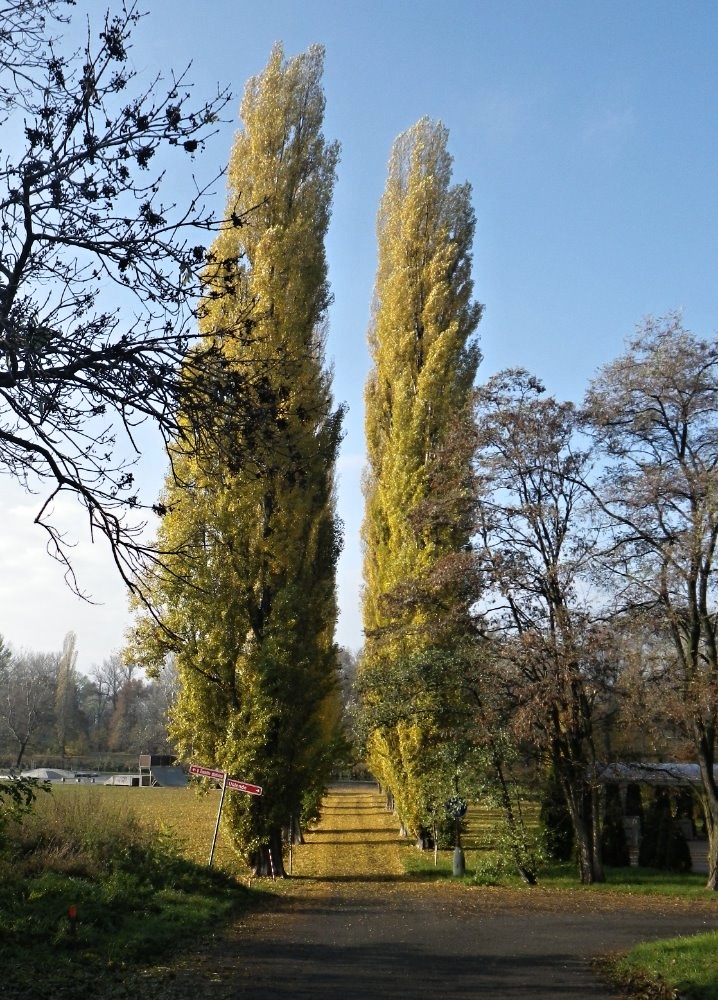 IMGP8303 Podebrady