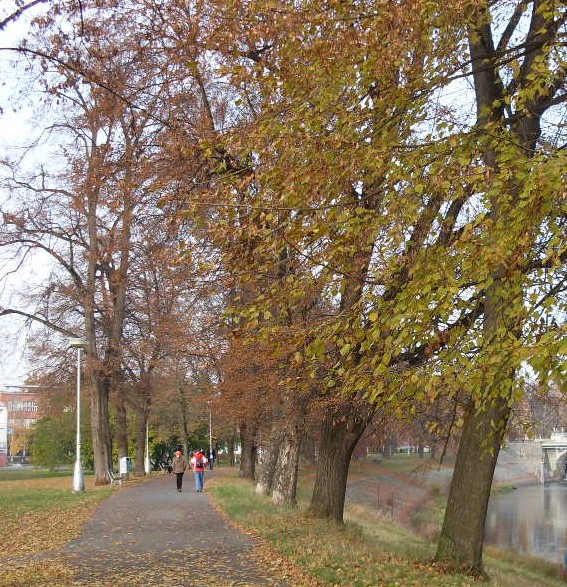 SDC14035 oříz