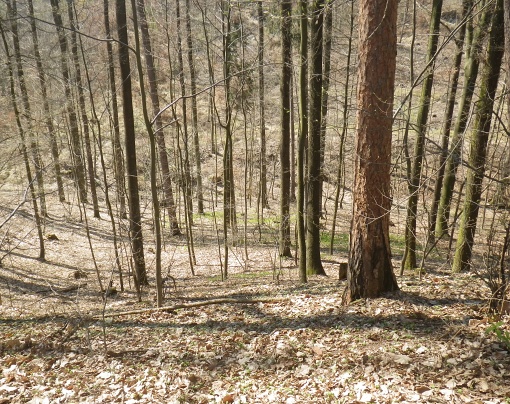 Pokračujeme lesem